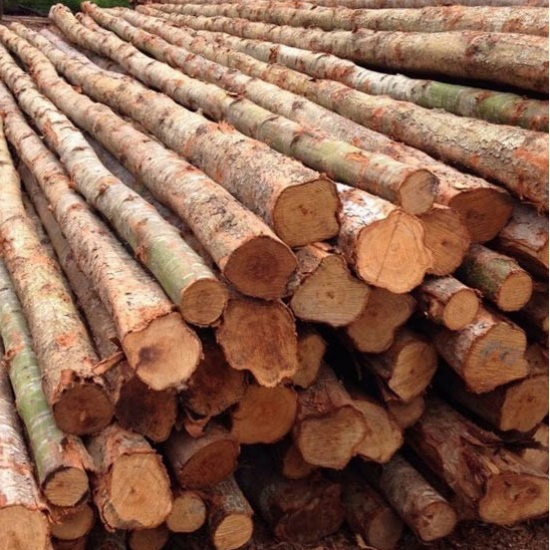 ไม้ยูคาทุกขนาด นนทบุรี ไม้ยูคาทุกขนาด นนทบุรี